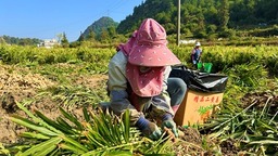 贵州惠水：秋来采姜忙 满田致富香