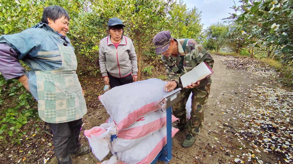 贵州贵定新巴镇乐邦村油茶果喜获丰收