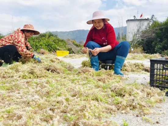 贵州荔波：海花草喜获丰收 特色产业助力乡村振兴