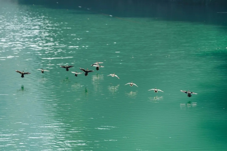 贵州岑巩龙鳌河现野生鸳鸯