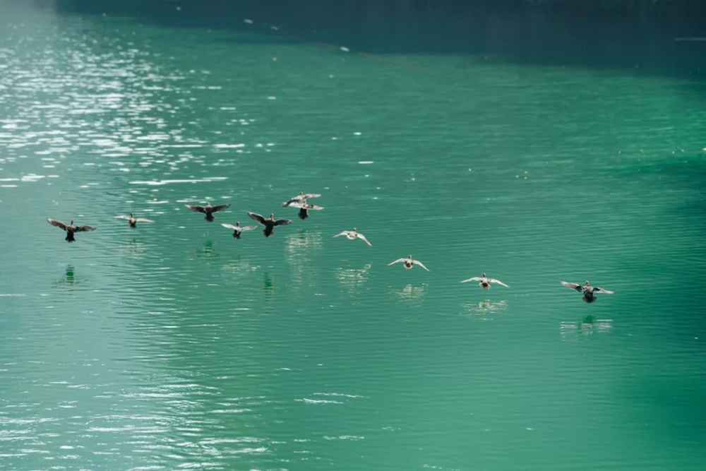 贵州岑巩龙鳌河现野生鸳鸯