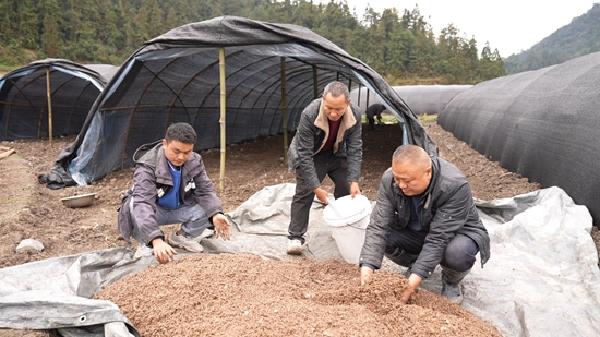 贵州镇远羊场镇：“冬闲田”里种菌忙