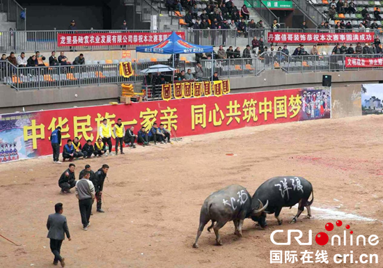 贵州丹寨2024“祭尤杯”传统斗牛比赛激情上演