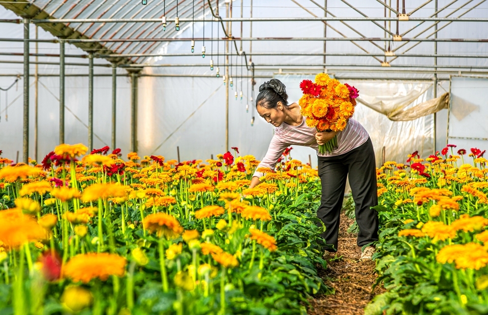 贵州黔西：鲜花经济助增收