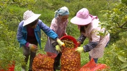 六盘水市水城区：持续推进秋冬刺梨管护培训 助力产业增效农户增收