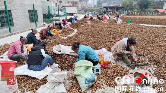 贵州贵定：油茶产业深加工助力农户增收致富