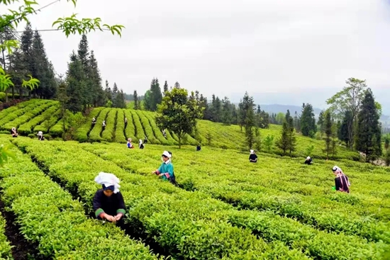 贵州黔西南州打造早茶产业新高地