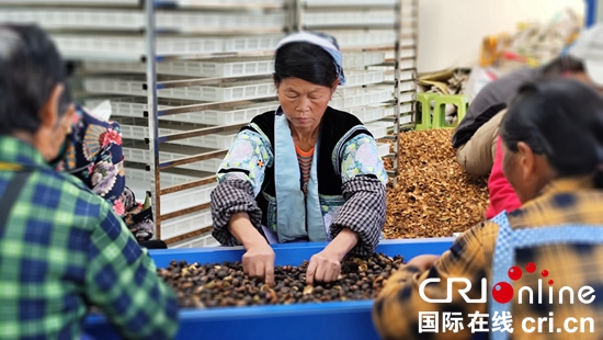 贵州贵定：油茶产业深加工助力农户增收致富