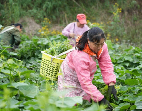 六盘水市六枝特区：佛手瓜尖铺就产业振兴致富路