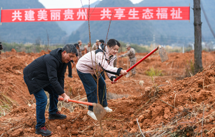 十一载“春天之约” ！贵州“生态绿”绽放“金银花”