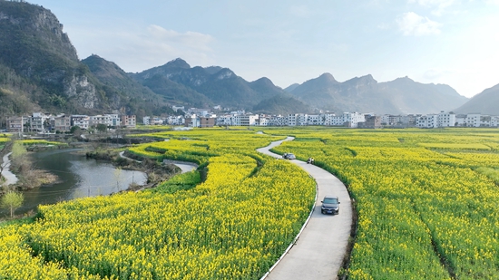 贵州平塘六硐坝区：油菜花开春韵浓 田园农居匿花海_fororder_田间地头花团锦簇