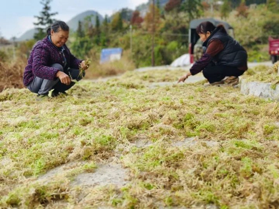 贵州荔波：海花草喜获丰收 特色产业助力乡村振兴