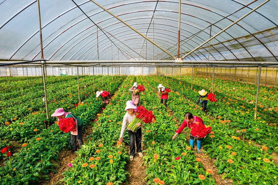 贵州黔西：鲜花经济助增收