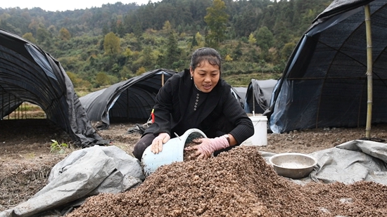 贵州镇远羊场镇：“冬闲田”里种菌忙