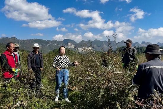 六盘水市水城区：持续推进秋冬刺梨管护培训 助力产业增效农户增收