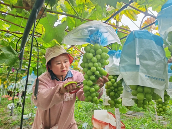 贵州六盘水盘州市胜境葡萄飘香人“萄”醉