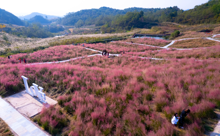 贵阳白云：石龙村粉黛花田绽放 矿山生态修复成就乡村旅游新亮点