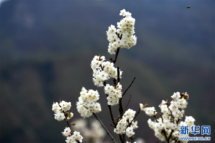 贵州水城：万亩樱桃花竞相绽放