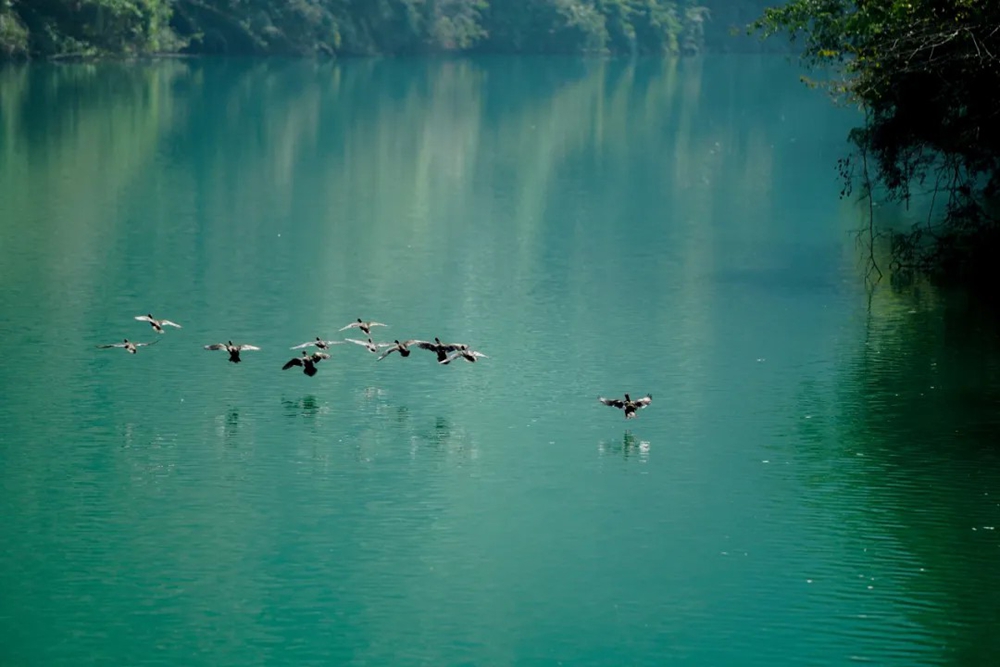 贵州岑巩龙鳌河现野生鸳鸯