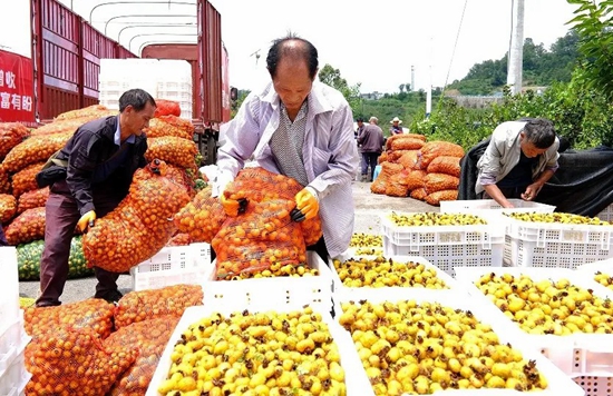 “小刺梨”勇闯国际大市场 贵州初好产品持续亮相老挝