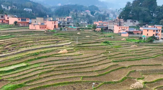 贵州盘州： 万亩油菜育苗就绪 静待梯田花开盛景