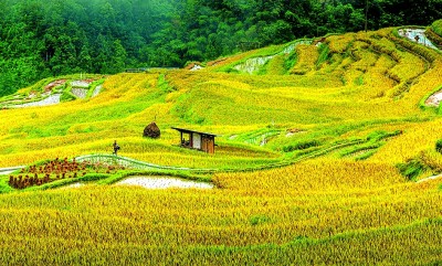 贵州从江： 稻香织梦 鱼鸭共歌