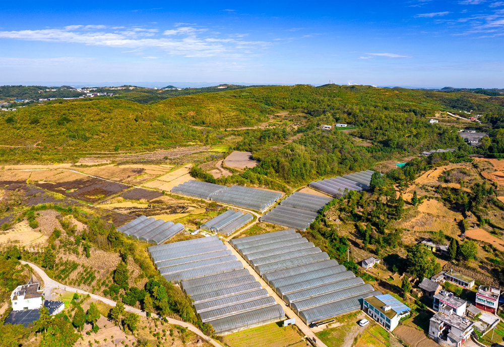 贵州黔西：鲜花经济助增收