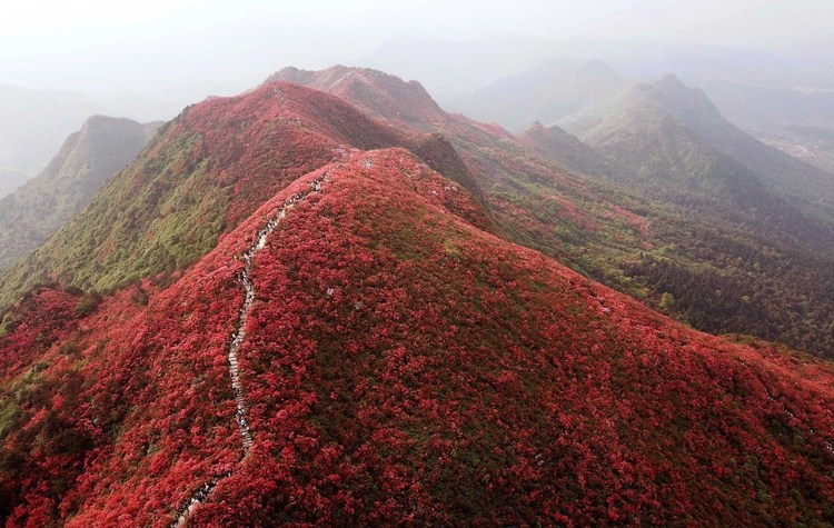 花期已至！冲，快来贵州和春一起共赴花海