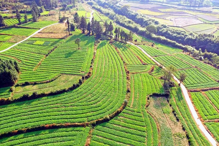 贵州都匀全速推进12.3万亩油菜播种