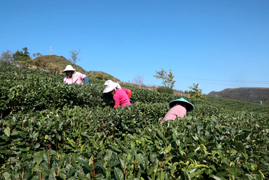 贵州都匀：秋冬茶园管护忙