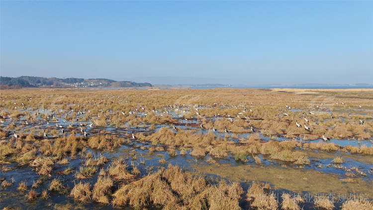 贵州在10个越冬水鸟栖息地开展监测