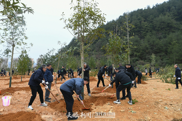 十一载“春天之约” ！贵州“生态绿”绽放“金银花”