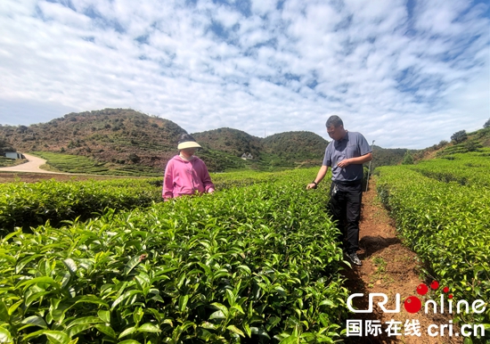 贵州盘州：“茶”上乡村振兴的翅膀