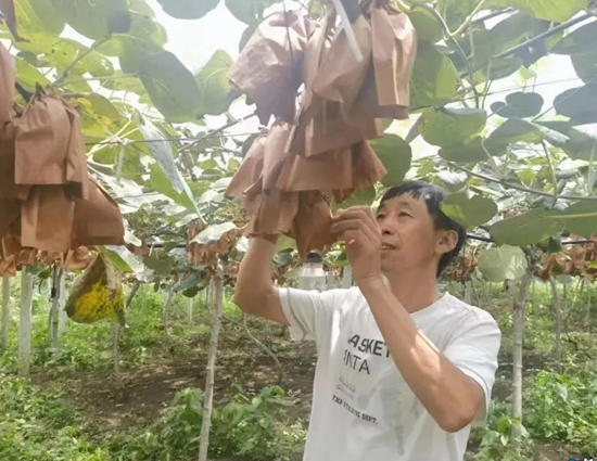 贵州六盘水水城红心猕猴桃：乡村振兴的“甜蜜密码”