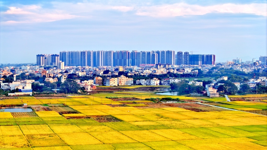 广西宾阳:金秋好“丰”景 田间稻谷香