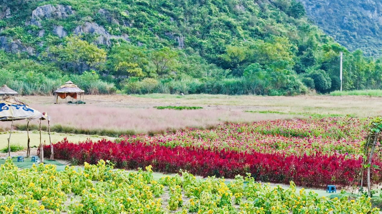 桂林市七星区：秋日“花海”迎客来