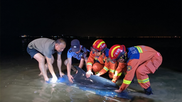 广西防城港：海豚搁浅沙滩 多部门合力助其脱困