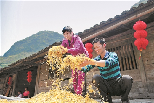 金银花开，石漠不再