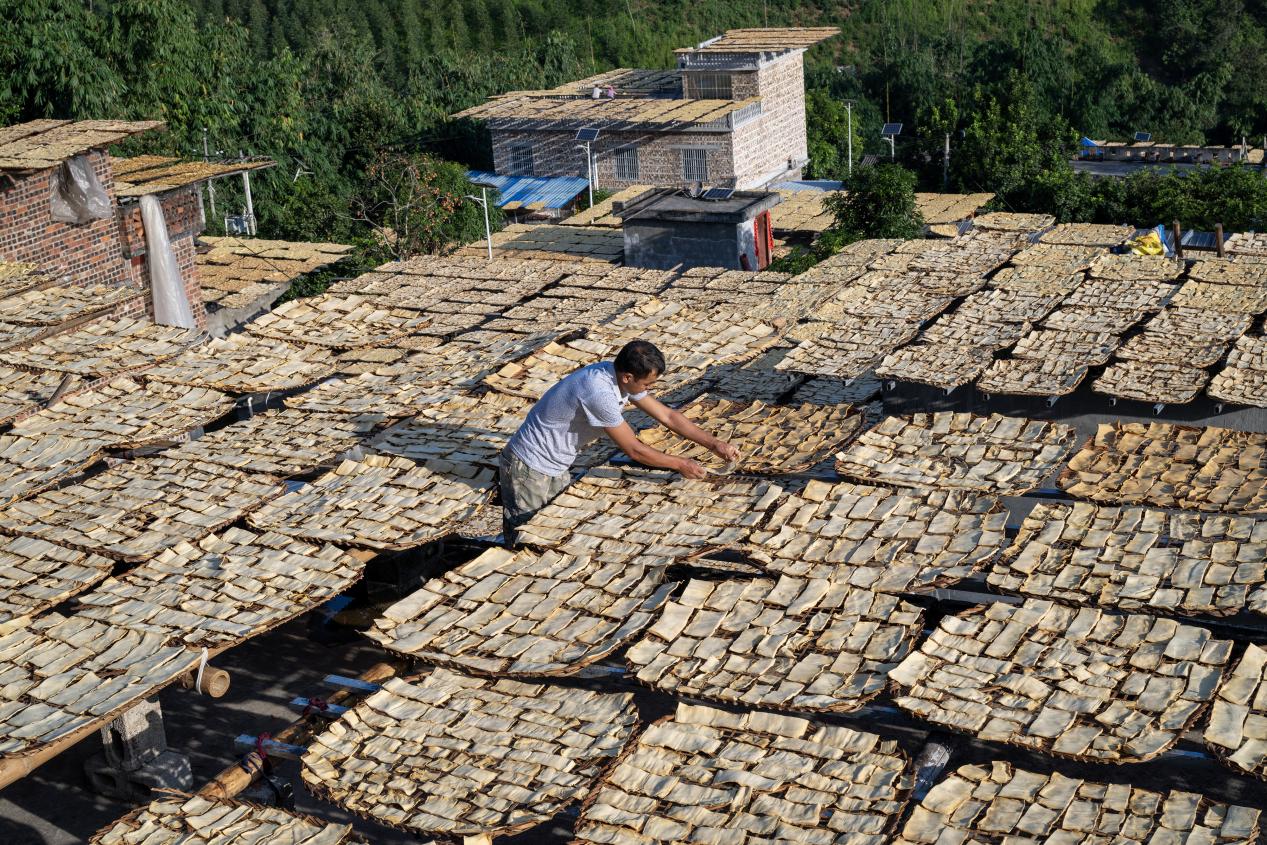 广西田林：村民晒笋忙 金秋“丰景”美