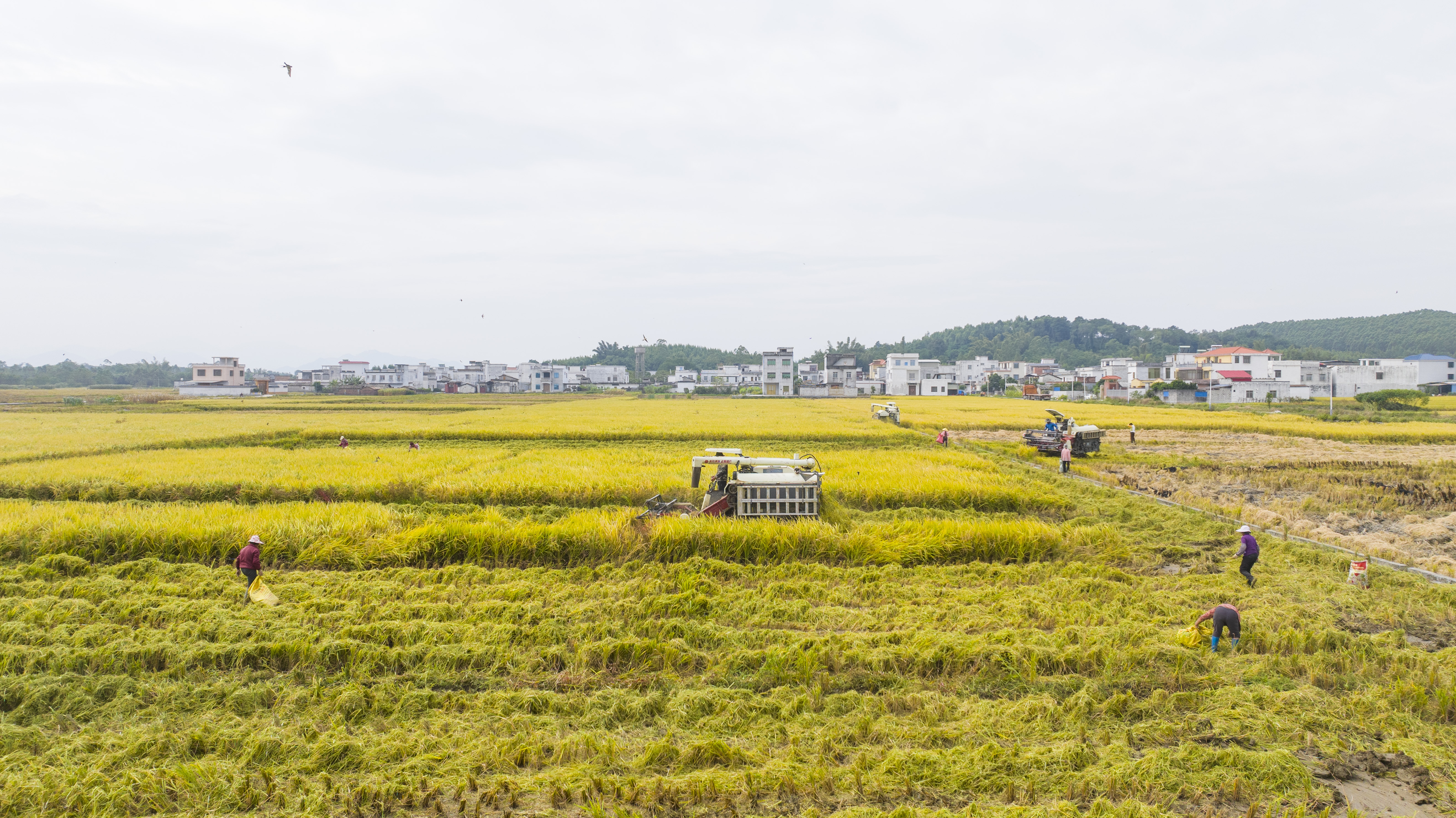 广西宾阳：金秋好“丰”景 田间稻谷香