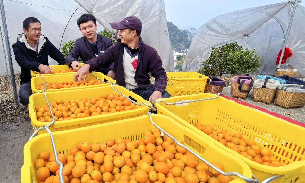 桂林：金融助力“阳朔金桔”品牌打造