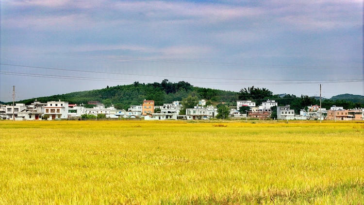 广西宾阳：金秋好“丰”景 田间稻谷香