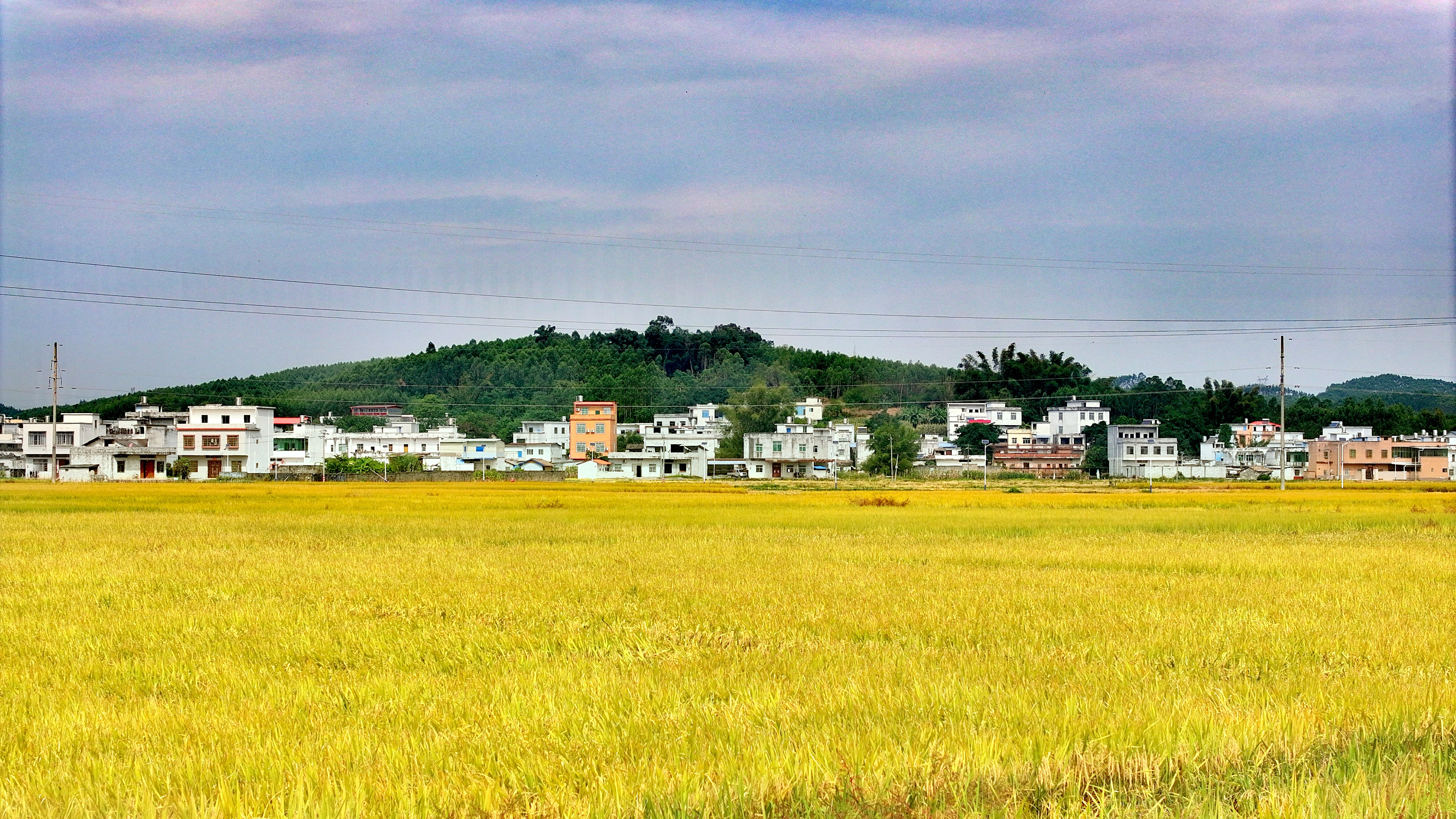 广西宾阳：金秋好“丰”景 田间稻谷香