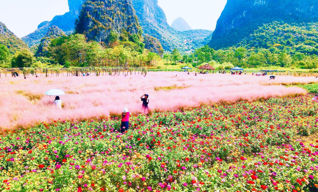 桂林市七星区：秋日“花海”迎客来