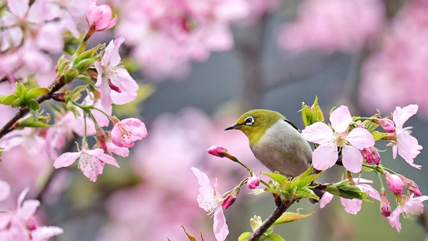 桂林：樱花开满枝 游人赴春约