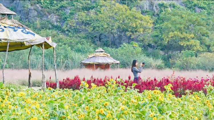 桂林市七星区：秋日“花海”迎客来