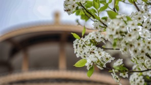 广西灵川：梨花绽放迎春来