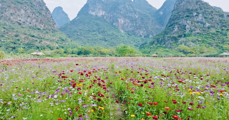 桂林市七星区：秋日“花海”迎客来