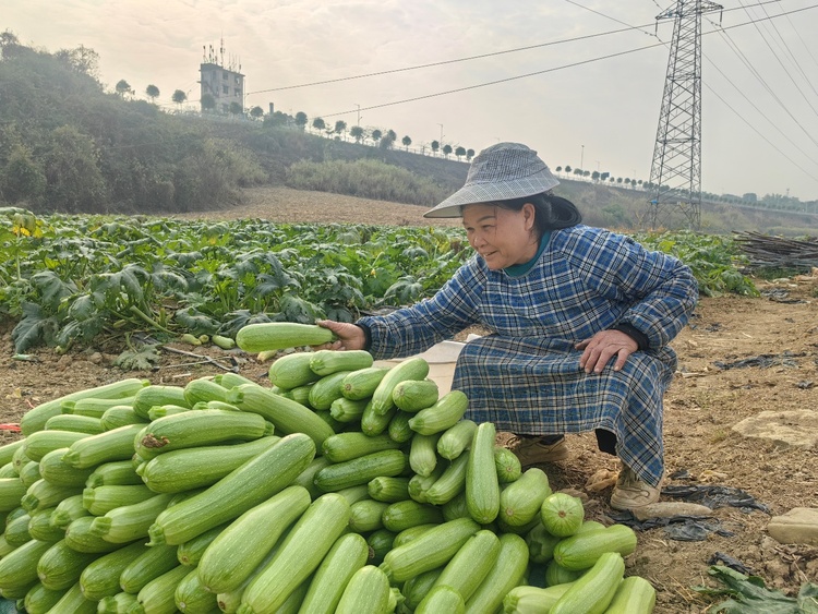 崇左江州区：建好“小庭院” 拎稳致富“菜篮子”