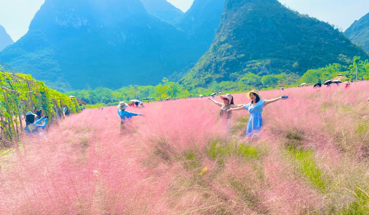 桂林市七星区：秋日“花海”迎客来